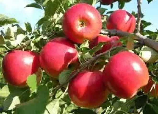 روشتة بسيطة لنجاح تحجيم ثمار الفواكه والخضر