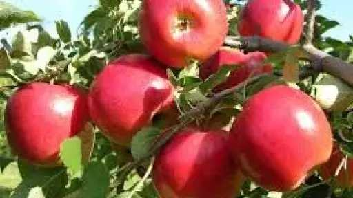 روشتة بسيطة لنجاح تحجيم ثمار الفواكه والخضر