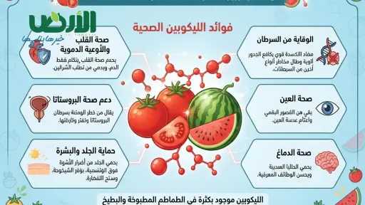 مادة في البطيخ والطماطم تحمي البروستاتا ومضادة للشيخوخة