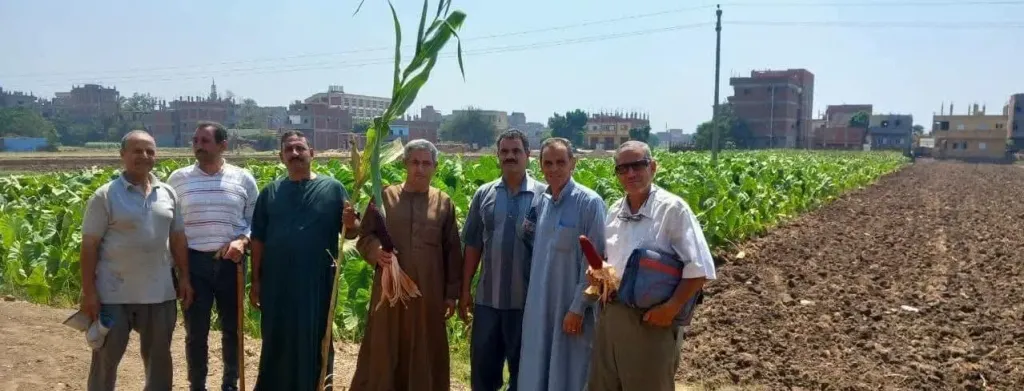 إرشادات وتحذيرات وإزالات.. زراعة المنوفية تتحرك لحماية المحاصيل والأراضي الزراعية
