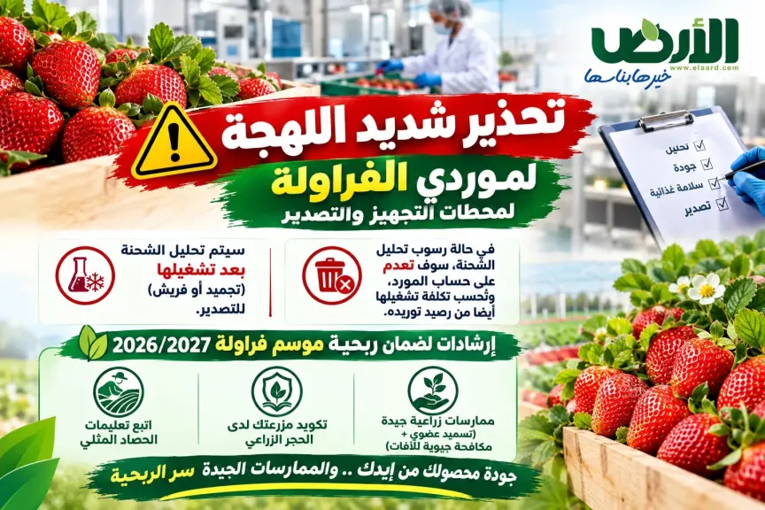 تحذير لموردي الفراولة: متبقيات المبيدات تعدم شحنتك