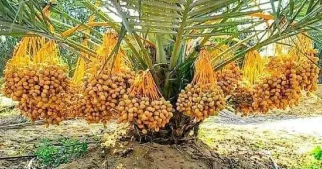 موسم حصاد التمور يطرق الأبواب.. 4.6 مليون نخلة تزين واحات الوادي الجديد