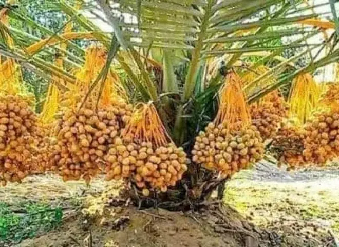 موسم حصاد التمور يطرق الأبواب.. 4.6 مليون نخلة تزين واحات الوادي الجديد