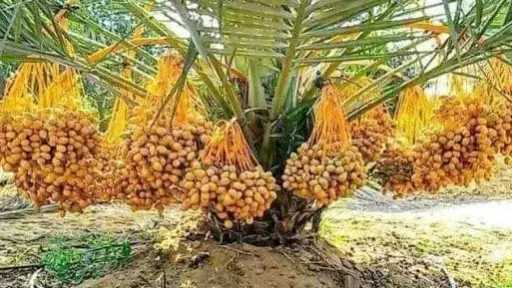 موسم حصاد التمور يطرق الأبواب.. 4.6 مليون نخلة تزين واحات الوادي الجديد
