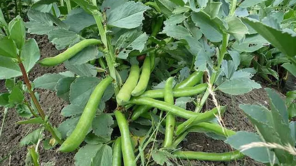 الخريف على الأبواب.. 7 تحذيرات من مركز المناخ لحماية المحاصيل