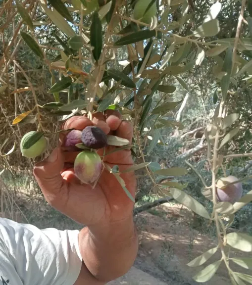 خبير زراعي يكشف أسباب إصابة الزيتون بالأنثراكنوز وطرق المكافحة