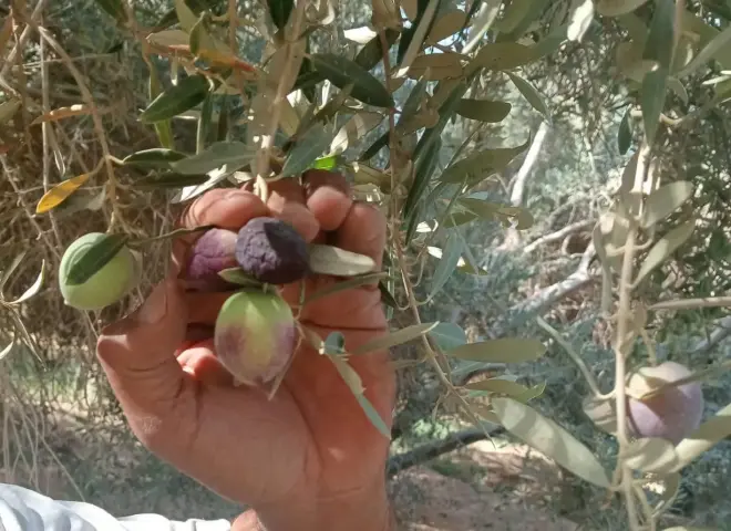 خبير زراعي يكشف أسباب إصابة الزيتون بالأنثراكنوز وطرق المكافحة