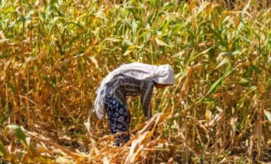الإجهاد الحراري والزراعة المتوسطية.. موجات الحر تهدد إمدادات الغذاء والأمن الغذائي في أوروبا