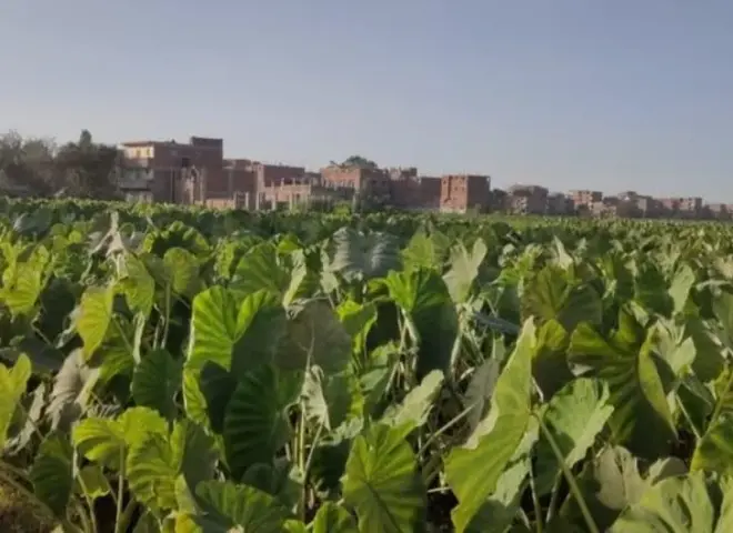 القلقاس يقترب من الحصاد.. أهم المعاملات الزراعية وعلامات النضج ونصائح هامة للمزارعين