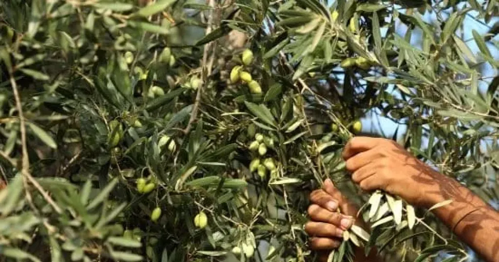 خبير زراعي يكشف أسباب زيادة وانخفاض زيت الزيتون من عام لآخر..