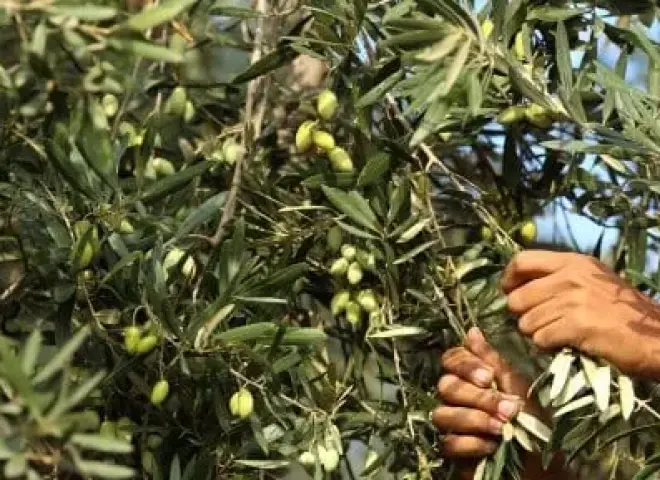 خبير زراعي يكشف أسباب زيادة وانخفاض زيت الزيتون من عام لآخر