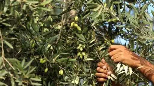 خبير زراعي يكشف أسباب زيادة وانخفاض زيت الزيتون من عام لآخر