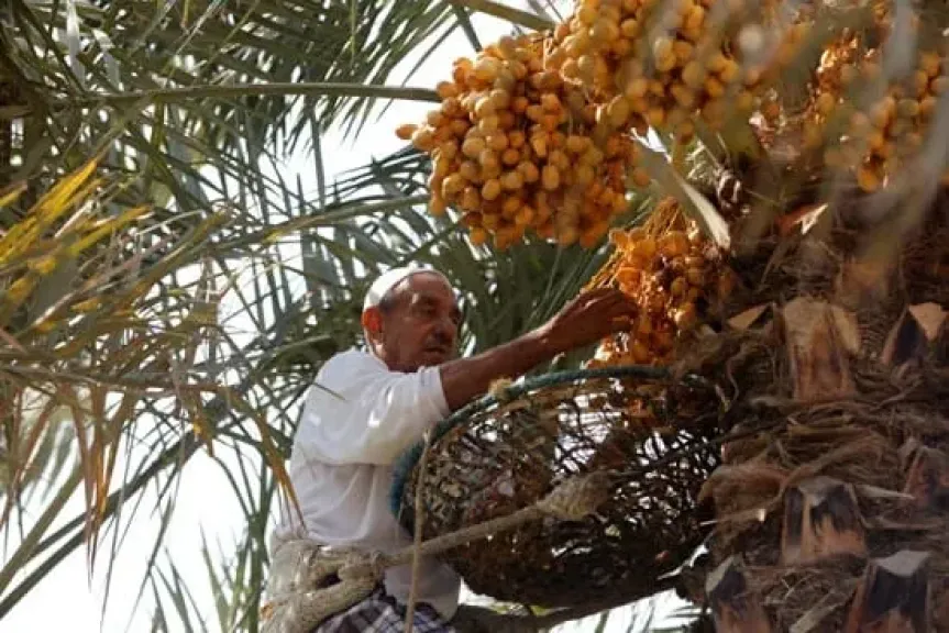 موسم التمور في الجيزة.. عادات تتوارثها الأجيال ومصدر رزق لمئات الأسر