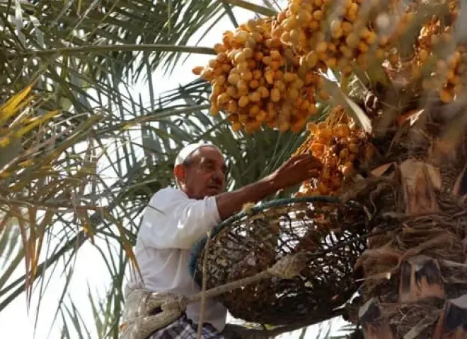 موسم التمور في الجيزة.. عادات تتوارثها الأجيال ومصدر رزق لمئات الأسر