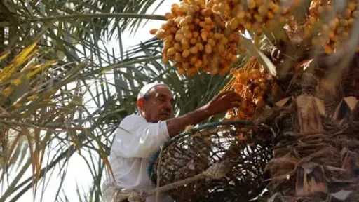 موسم التمور في الجيزة.. عادات تتوارثها الأجيال ومصدر رزق لمئات الأسر