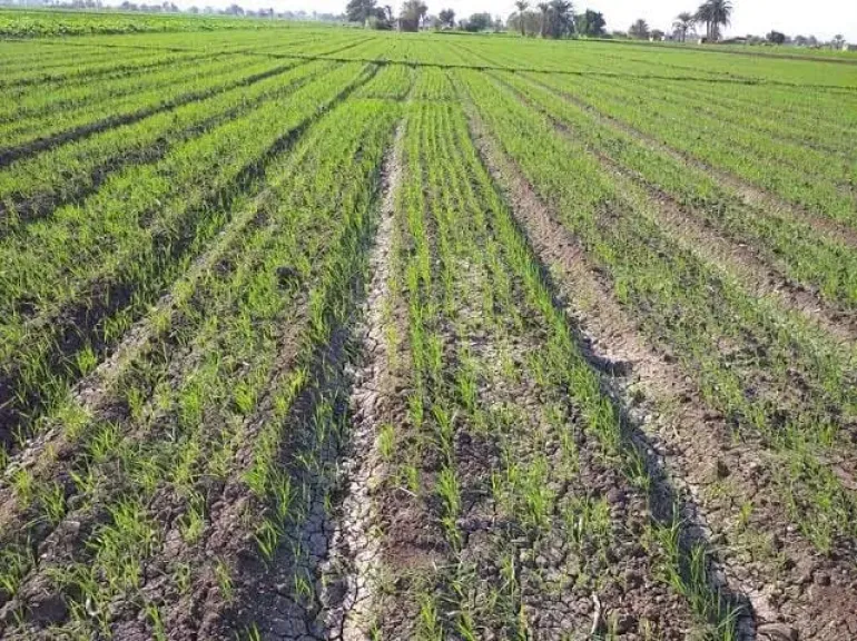 الزراعة تكشف سبب تقديم مواعيد زراعة القمح والفول والبصل في الصعيد