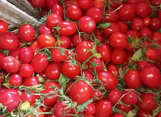 «مجنونة يا قوطة».. هبوط مفاجئ بأسعار الطماطم وحقيقة الـ50 جنيهًا