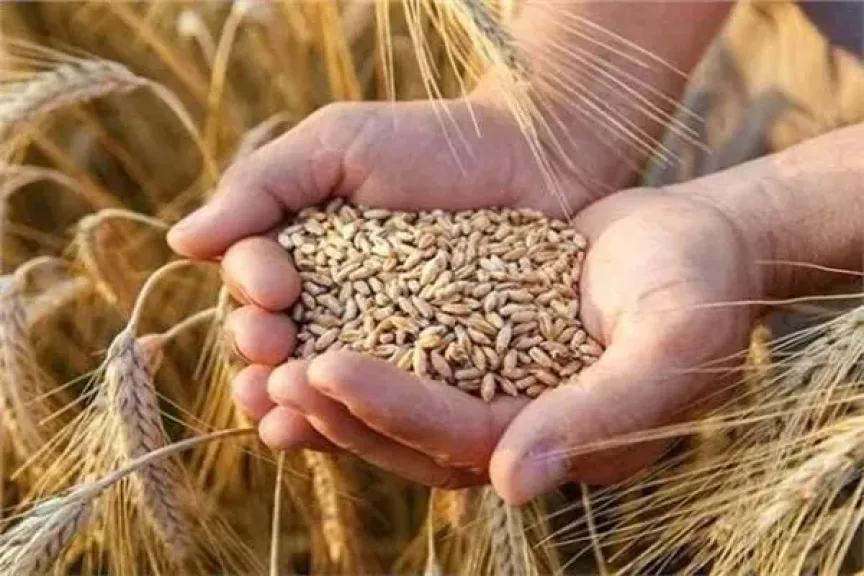 الجمعية العامة للأراضي المستصلحة تعلن توفير تقاوي القمح للموسم الجديد