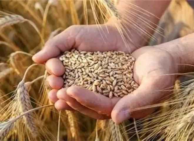 الجمعية العامة للأراضي المستصلحة تعلن توفير تقاوي القمح للموسم الجديد