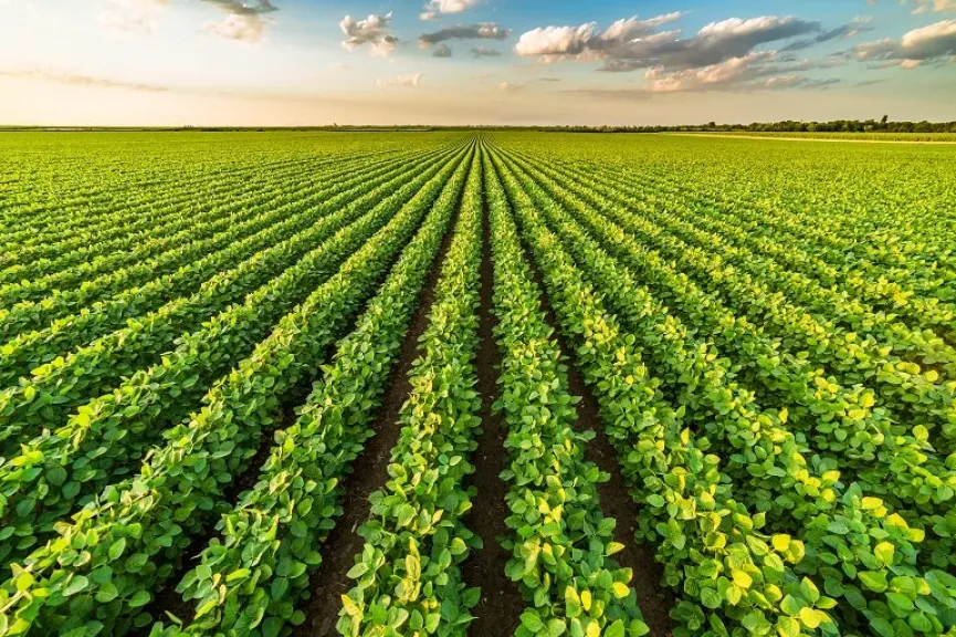 مع بداية الخريف.. مركز المناخ يكشف تأثير تغير الحرارة والرطوبة على المحاصيل