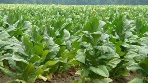 سوريا تبحث مشروع إحلال النباتات الطبية والعطرية بديل التبغ في بانياس