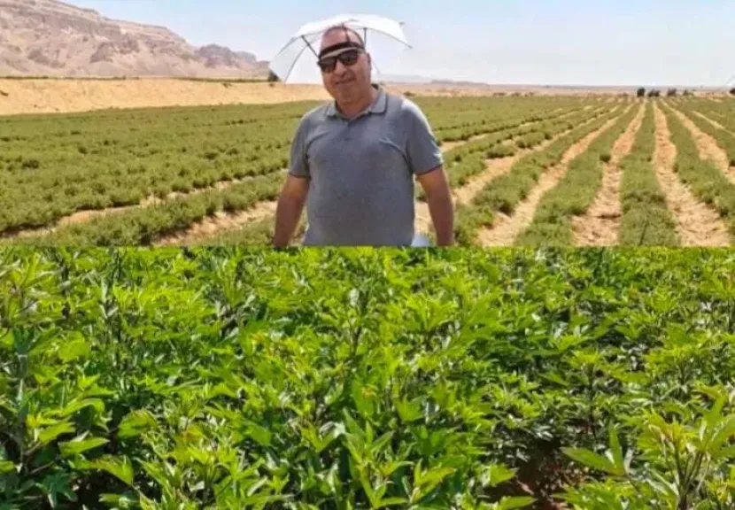 خبير زراعي يرصد مخاطر الملوحة على محاصيل شرق المنيا ويقدم توصيات عاجلة