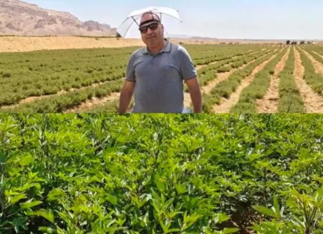 خبير زراعي يرصد مخاطر الملوحة على محاصيل شرق المنيا ويقدم توصيات عاجلة