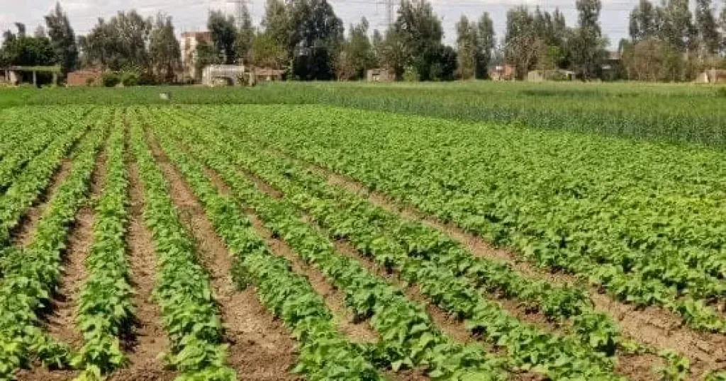 آخر أنفاس الصيف.. مناخ الزراعة يحذر من 48 ساعة حارة قبل انكسار كبير في الحرارة