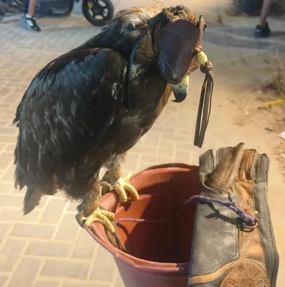 ضبط عقاب وشبل أسد أفريقي خلال حملة لحماية الحياة البرية بمطروح