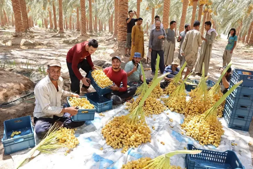 بدء حصاد «البرحي» في الوادي الجديد من 4 آلاف فدان