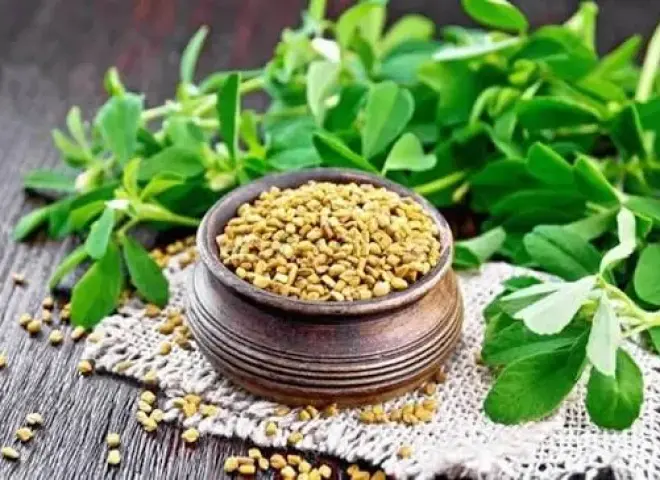 الحلبة.. كنز غذائي وصناعي يعزز القيمة المضافة للمنتجات الغذائية