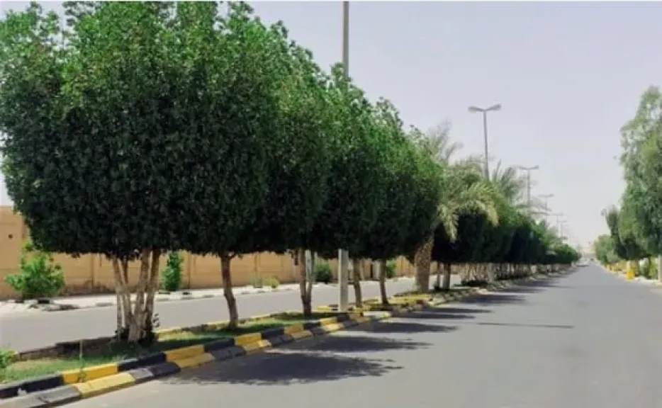 تشجير الشوارع في مواجهة التغيرات المناخية.. مطالب بتحقيق «تظليل المدن»
