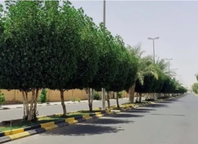 تشجير الشوارع في مواجهة التغيرات المناخية.. مطالب بتحقيق «تظليل المدن»