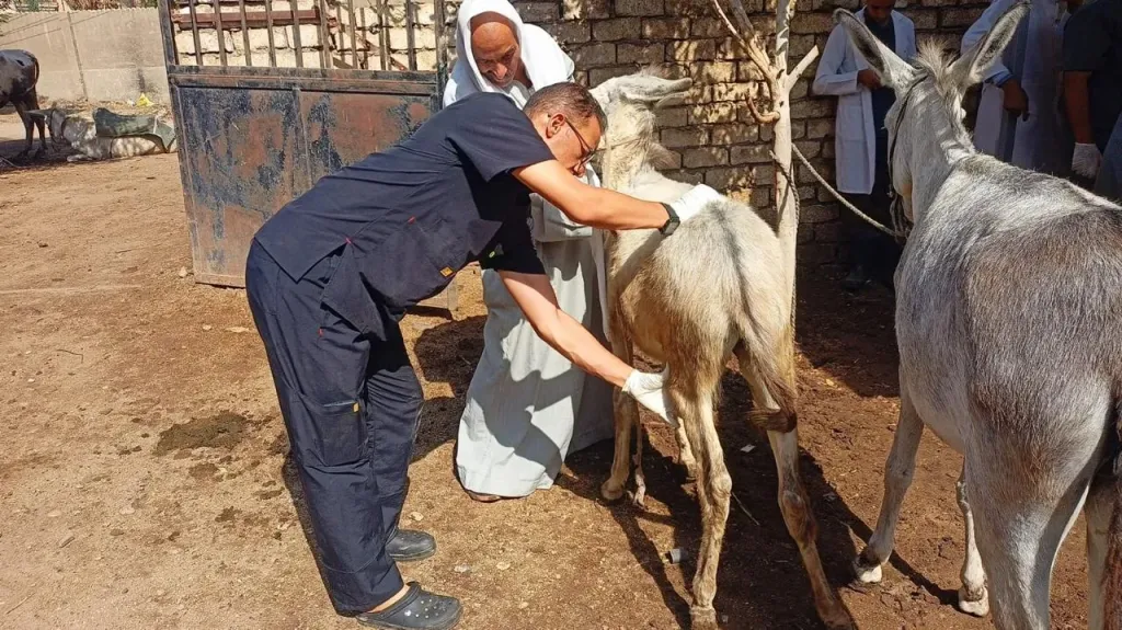 الزراعة تنفذ قافلة بيطرية مجانية بأسيوط لفحص وعلاج 591 رأس ماشية