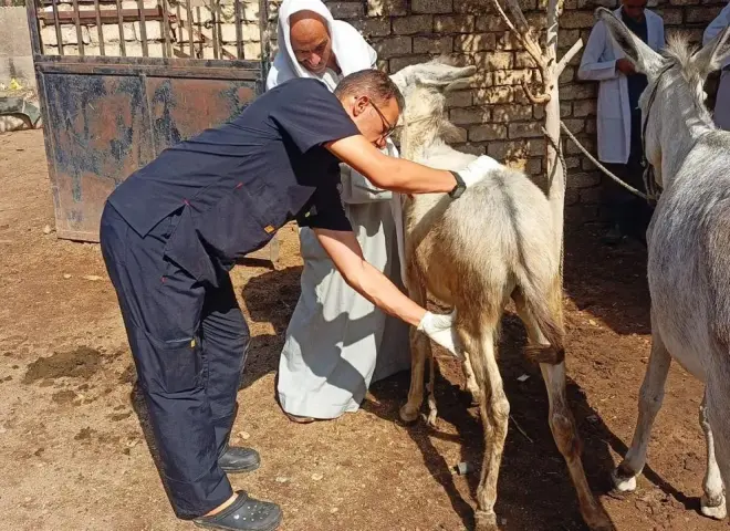 الزراعة تنفذ قافلة بيطرية مجانية بأسيوط لفحص وعلاج 591 رأس ماشية