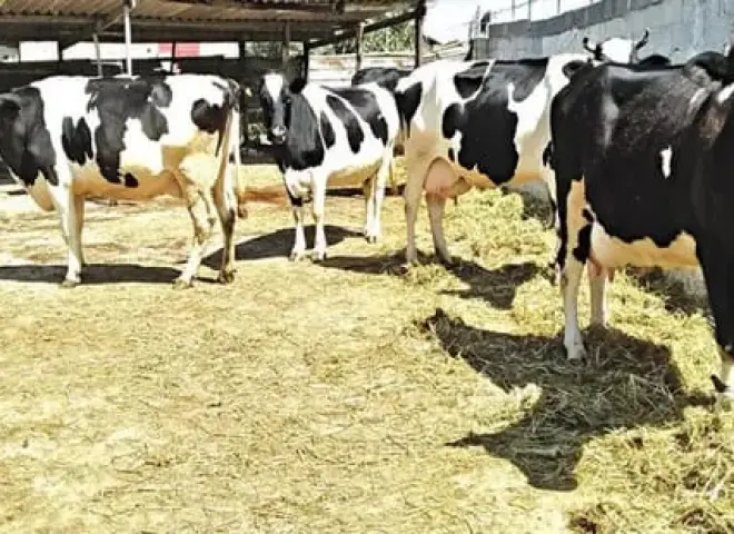 الإجهاد الحراري يهدد مزارع الأبقار.. توصيات للحفاظ على صحة القطيع والإنتاج