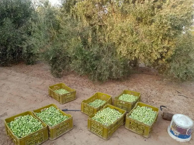 موسم الخير والبركة.. حصاد الزيتون ينعش اقتصاد مطروح ويفتح آفاقًا جديدة للتصدير