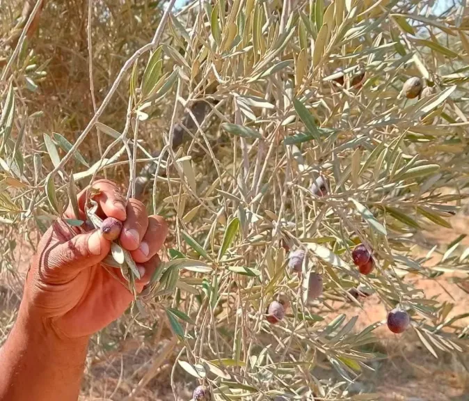 خبير زراعي يحذر من ذبابة ثمار الزيتون: خسائر المحصول قد تصل إلى 75%