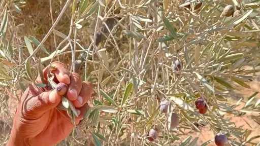 خبير زراعي يحذر من ذبابة ثمار الزيتون: خسائر المحصول قد تصل إلى 75%