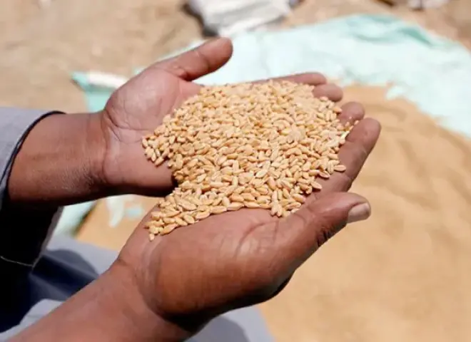 خبير زراعي يكشف سر اختيار تقاوي القمح والفول في الأراضي المالحة بكفر الشيخ
