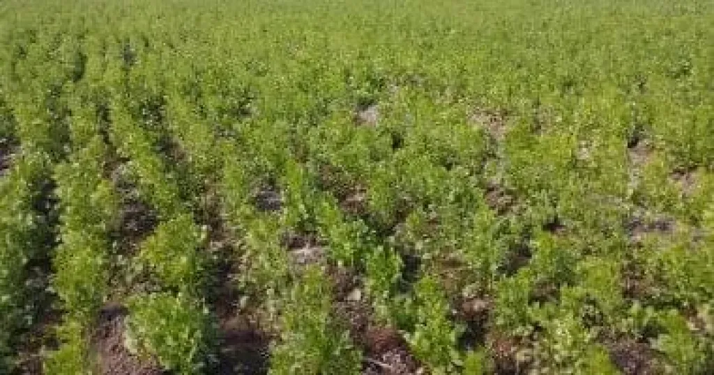 الخريف يبدأ 22 سبتمبر.. رئيس المناخ يكشف خريطة الطقس الزراعي ويحذر من الآفات