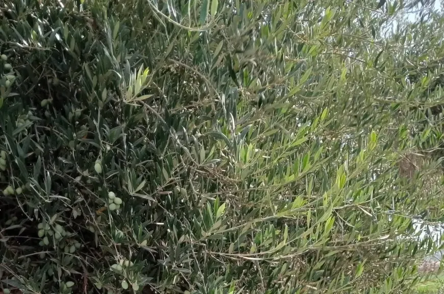 خبير زراعي يوضح فوائد رش أشجار الزيتون باليوريا ومعدل الاستخدام الآمن
