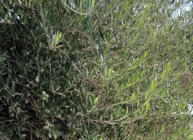 خبير زراعي يوضح فوائد رش أشجار الزيتون باليوريا ومعدل الاستخدام الآمن