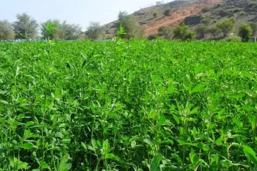 خبير محاصيل يكشف الموعد الأمثل لزراعة البرسيم المصري ويحذر من التبكير