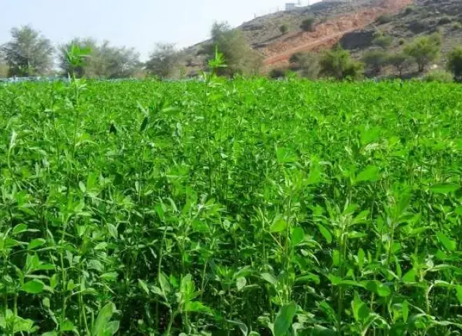 خبير محاصيل يكشف الموعد الأمثل لزراعة البرسيم المصري ويحذر من التبكير