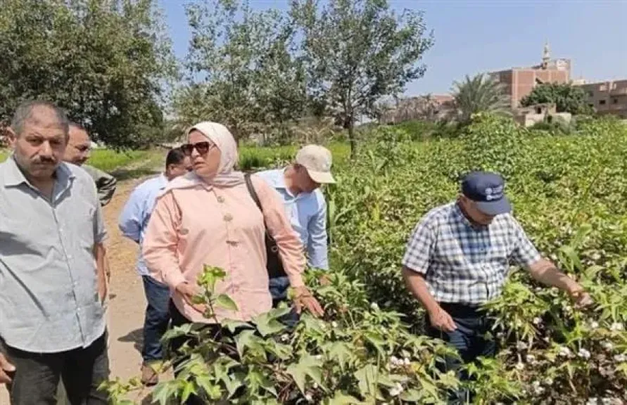 زراعة الشرقية تكثف المرور على الأرز والقطن ومراكز تجميع قش الأرز
