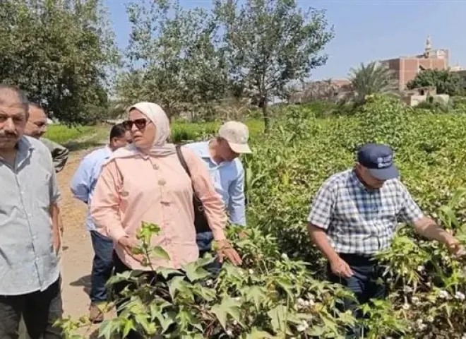 زراعة الشرقية تكثف المرور على الأرز والقطن ومراكز تجميع قش الأرز