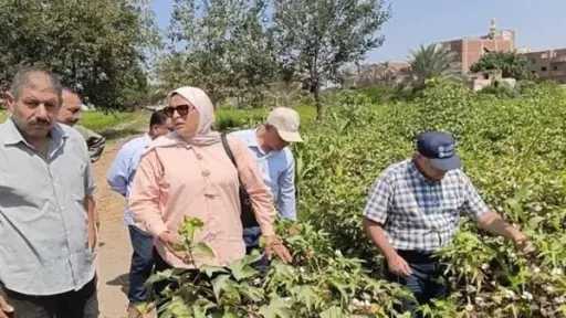 زراعة الشرقية تكثف المرور على الأرز والقطن ومراكز تجميع قش الأرز