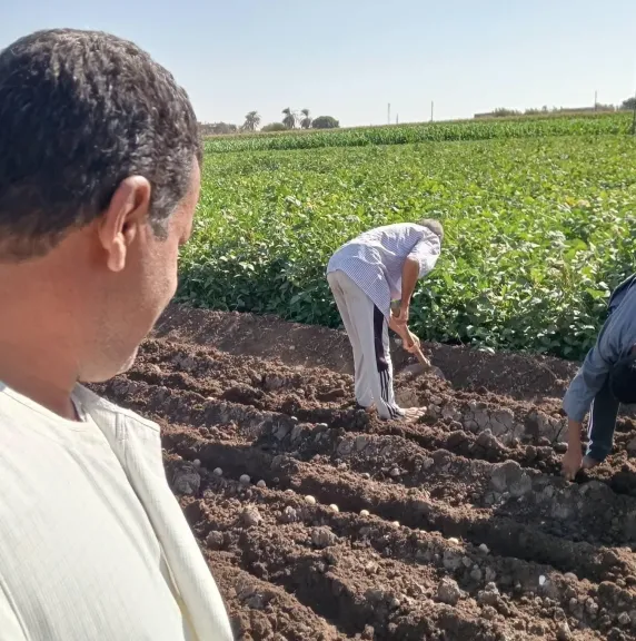 زراعة البطاطس في مصر.. خبير يحدد مواعيد العروات وكميات التقاوي للفدان