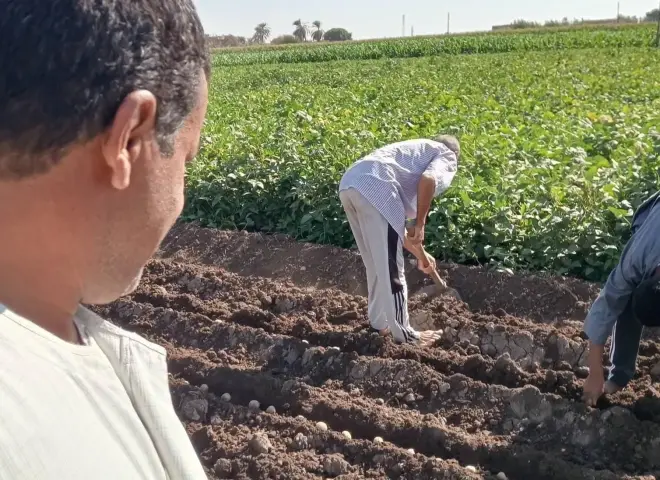 زراعة البطاطس في مصر.. خبير يحدد مواعيد العروات وكميات التقاوي للفدان